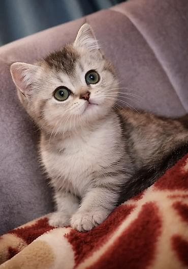 iran pisiyi: Britan, Erkək, Dişi, Yaxşı əllərə — 3