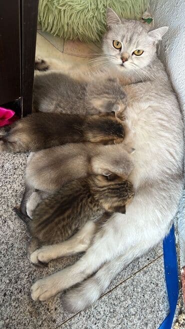 pişik üçün yuva: Britan, Dişi, Ünvandan götürmə — 4