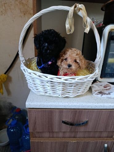 xaski iti qiymeti: Pudel — 5