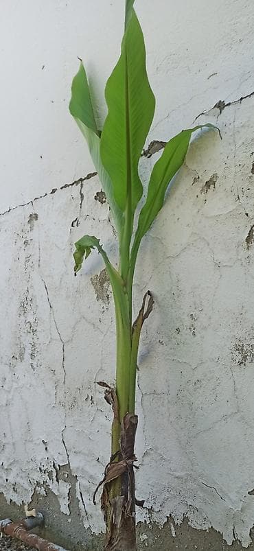 suni bitki: Banan ağacı satışı - Növ: Tropik banan ağacı (Musa spp.) - İstilik — 9