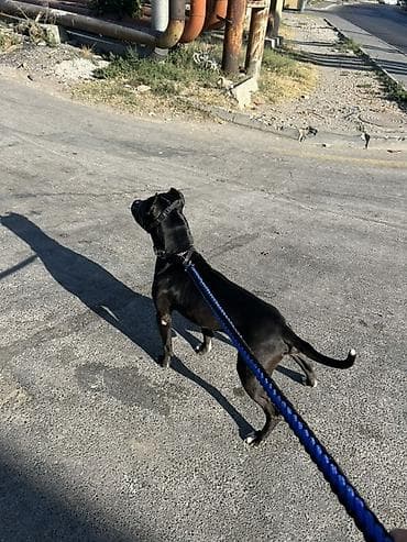 cütlə: Pitbul, 2 il, Erkək, Cütləşmə üçün, Ünvandan götürmə — 4