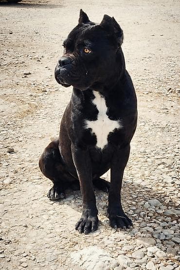 dobelman it: Kane-Korso, Erkek — 5