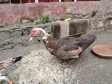 Akvariumlar: Salam krasnadar sortu təmiz qan erkəydi sonu 50 azndi qiymətə görə — 2