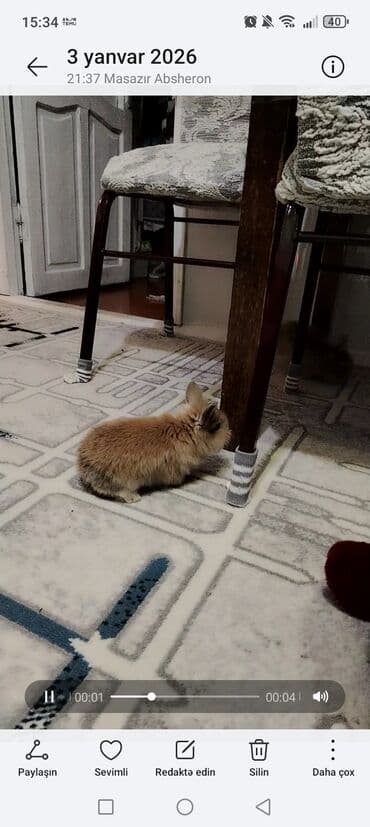 dovşan qiymətləri: Cins: Dekorativ miniatür dovşan (uşaq və ailə üçün uyğun ev heyvanı) — 1