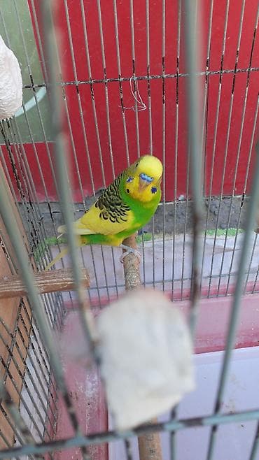 su qabı: Məhsul: Dalmatialı və sarı-yaşıl rəng çalarlarında dalğalı araquşlar — 2