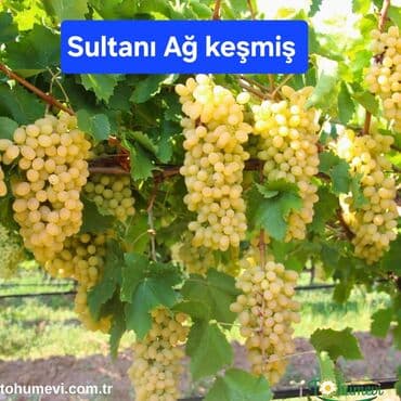 10 kva generator: Uzum ağacları topdan ve perakende satışı 1 ve 2 illik koklu tijler — 2