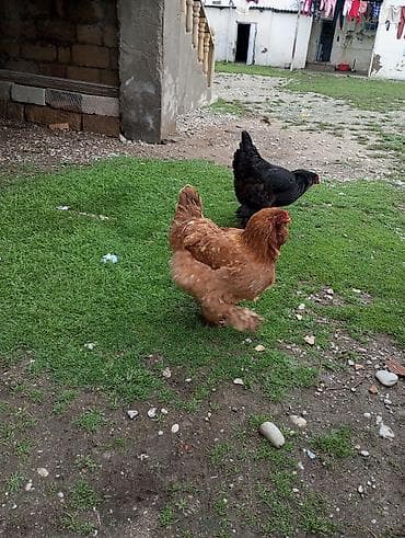 gəncə toyuq satan: Toyuq, Brama, Yumurtalıq — 3