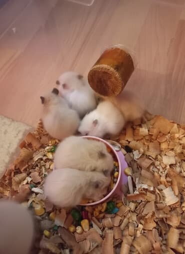 pişiy balası: Sevimli hemsterlar nadir uzun tuklu olurlar böyüyəndə cinsi erkey və — 2