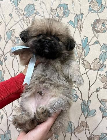 pekines itlerin satisi: Pekines, 2 ay, Erkek — 2