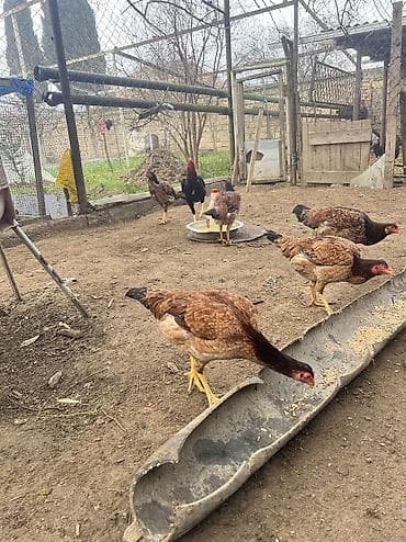 Quşlar: Hinduwka mayali yumurtalari Məhsul: Ağ hinduşka (erkək) GoRduYuNuZ — 8