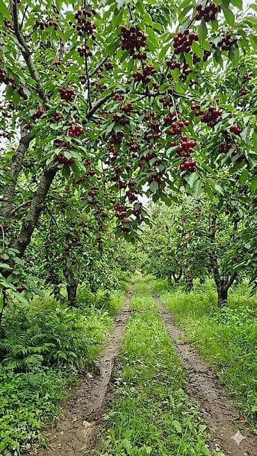 ceyranbatan torpaq: 200 sot, Kənd təsərrüfatı, Mülkiyyətçi, Kupça (Çıxarış) — 3
