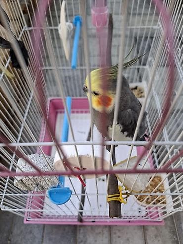 turac qusu: 1 cüt karella satılır. Hazır rıçnoy cütdür. Qəfəsi ikə birlikdə. Hər — 2