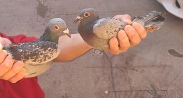 Cüt balalar. 15 AZN