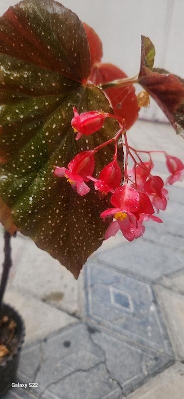 beqoniya bitkisi: Angel Wing Begonia (Begonia coccinea qrupundan) – dekorativ qapı və — 3