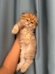 şinşila pişik: Qızıl şinşilla — 4