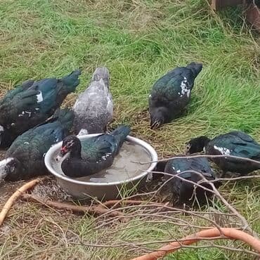 Lal ördekler3 erkek 5 dişi erkek 20 AZN dişi 17 AZN tam sağlam cavan — 2