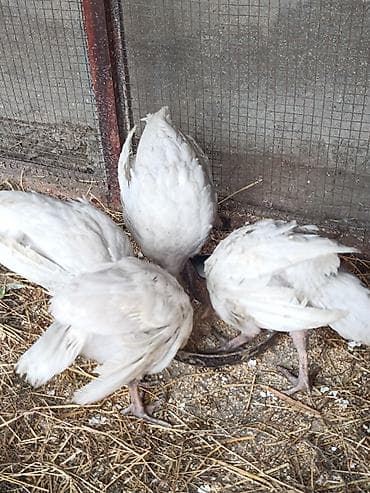 star quşu: 4 eded 45 gunluk big 6 hindushka balalari.Bu cinsin xoruzlari 35 kqya — 1