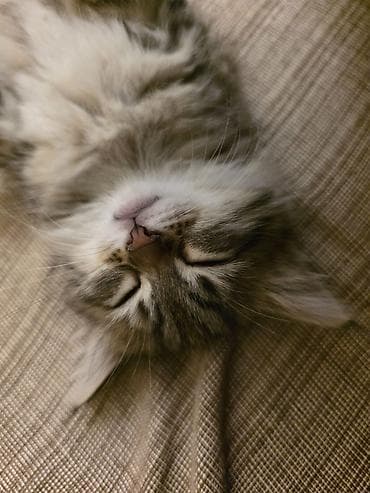 boo: Tabbi, Dişi, Yaxşı əllərə — 5