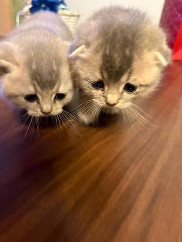 britan pişiyi: Britan — 3