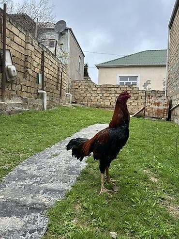 pulsuz verilir: Xoruz, il: 2, Pulsuz çatdırılma — 3