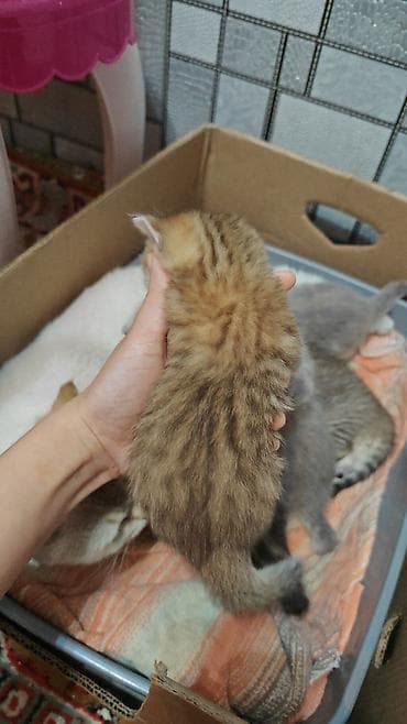 alişan'ın pişiyinin adı: Yaxşı əllərə — 2