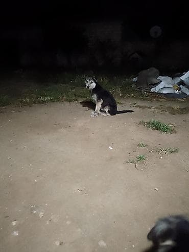 qara afçarka: 3 ay — 2