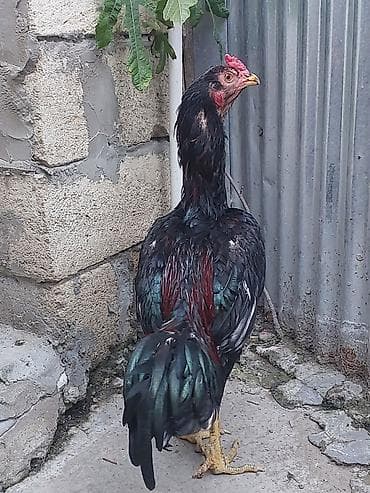 toyuq satışı: Xoruz, il: <1, Ünvandan götürmə, Ödənişli çatdırılma — 6