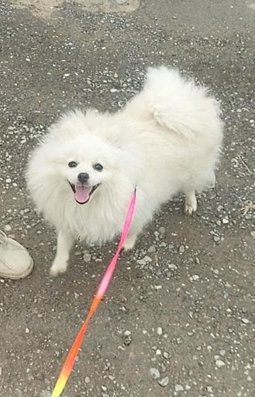 itlerin satisi bakida: Şpitz, 7 ay, Dişi, Peyvəndli, Ünvandan götürmə, Ödənişli çatdırılma — 3