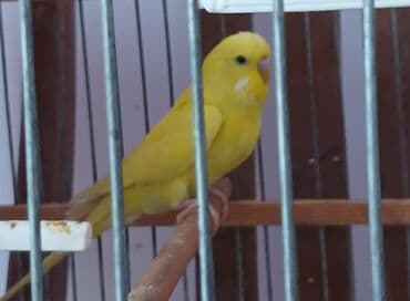 Cex erkey cutde olmaylb