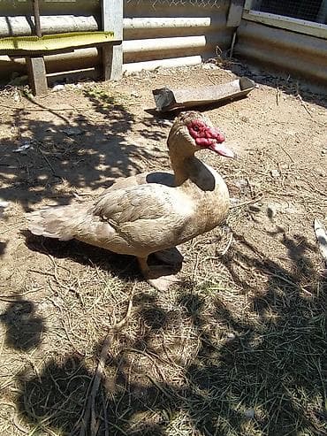 afcarka balasi erkey: Xüsusiyyətlər: - Cins: Muscovy (indo-ördək), ətli-yumurta istiqaməti - — 4