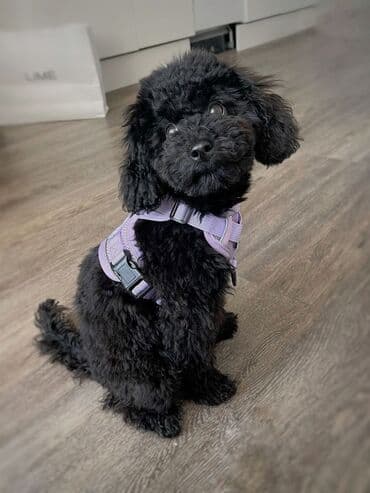 мальтийская болонка цена в баку: Pudel, 1 ay, Dişi, Peyvəndli — 4