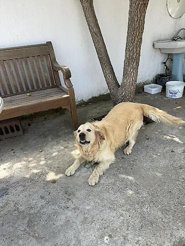 heyvan barınağı: Retriever — 1