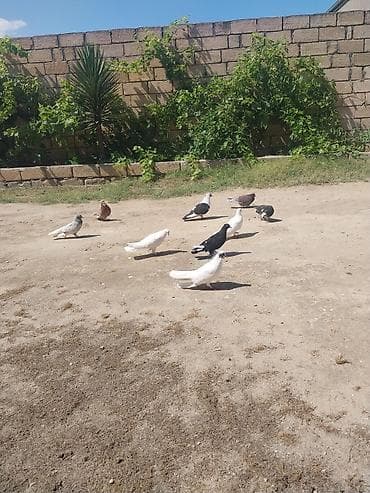 qus: Quşlar Novxanidadi ve Tam sağlamdilar.Tutulmalardi uçuşlarinida — 3