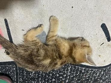 ev pisikləri: Britan, Dişi — 6