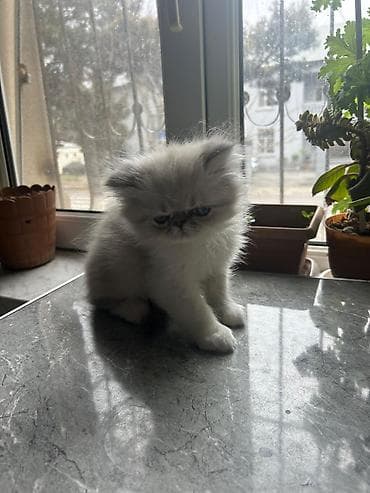 fars pişiyi: Fars — 6