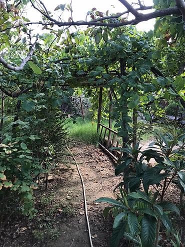 lalafo satılık emlak: Məhsul: Meyvə Bağı (həyətyanı torpaq sahəsi) Təsvir: - Yaşıl, kollu — 9