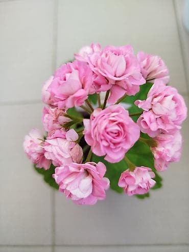 bezek bitkileri adlari: Geran yeni sort pink. Böyük ölçülü də var — 4