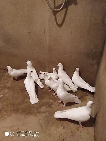 amadin quşu: ÜnvanMaştaga Məhsul: Ağ göyərçinlər (qrup — 8
