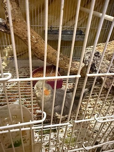 heyvanla barter: Qefes qarisiq korella altinda 5 yumurtasi var tecili pul ehtiyacdi — 2