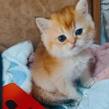 pişik pişik: Şotland — 4