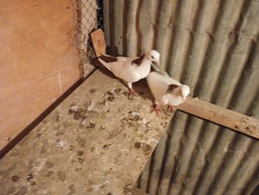 heyvanlara verilen xususi adlar: Desde qrmzi qurq Təsvir: - Rəng: ağımtıl bədən, boyun və qanadlarda — 1