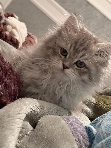 pişik sortları: Şinşilla, Dişi, Yaxşı əllərə, Ödənişli çatdırılma — 1