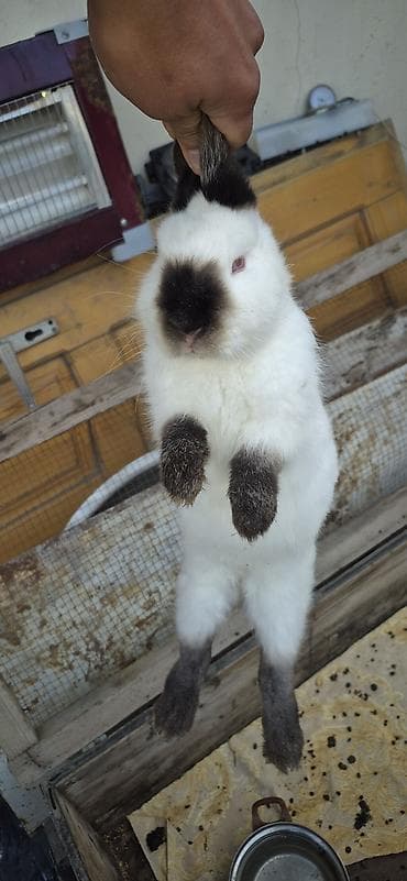 CİNS DOVŞANLARDI BİRİ DİŞİ BİRİ ERKƏK. Ağ-qəhvəyi rəng çalarları