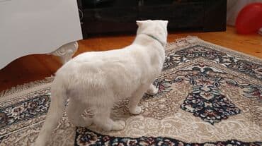 Heyvanlar üçün mallar: Şotland yastı qulaq — 3