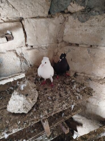 пудель в добрые руки: Şəkillərdə müxtəlif rənglərdə və bəzi fərqli xüsusiyyətlərə malik — 3