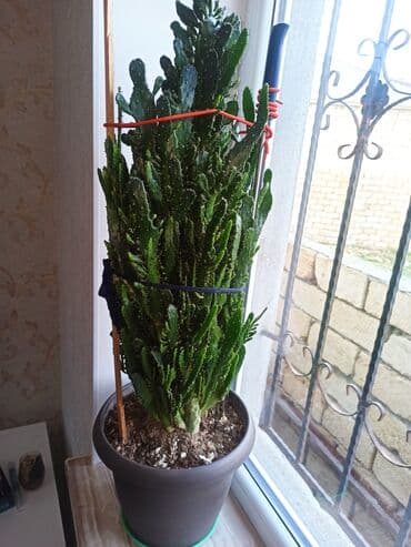 diri baliq satisi: Masazır ev gülləri — 1