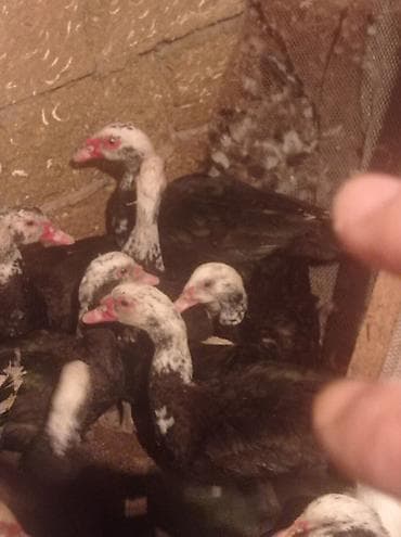 Другие с/х животные: Tam sağlam veayalı zümrüdü lal ördekler satılır.15-manatlıq olandan — 4