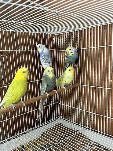 qus: Cute hazir quslar satilir tek tek 1 i 20 manat. Cut goturen olsa 35 — 1