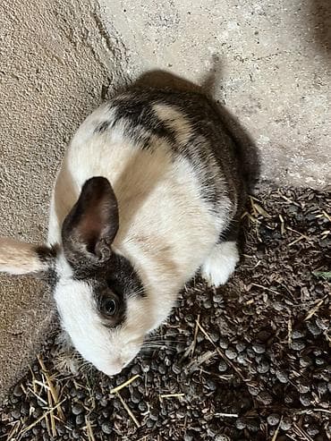 Akvariumlar: Ağ-qara rəngli ev dovşanı - Cins: qarışıq ev dovşanı - Rəng: ağ fon — 3