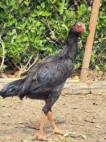 yaponka toyuqlar: Toyuq, Damazlıq — 3